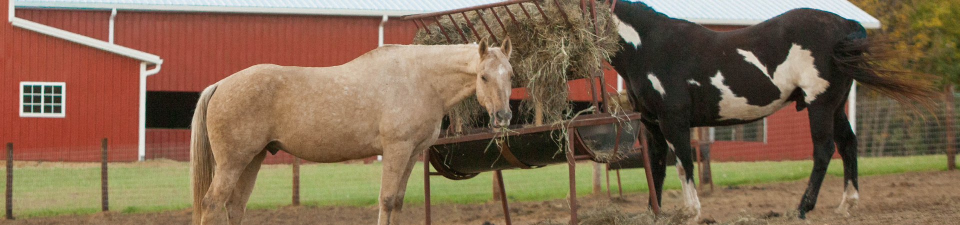  One black and white horse and one tan horse in front of a red barn 